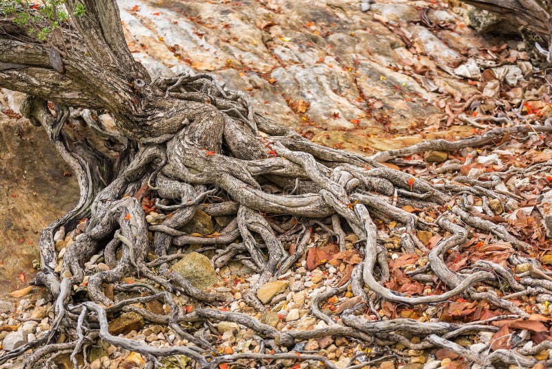 Das ausgebreitete Wurzelwerk des alten Baums aus den Grund Die Vielzahl von Formen in der wilden Natur E stockfotografie