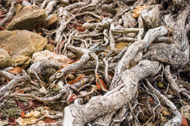 Das ausgebreitete Wurzelwerk des alten Baums aus den Grund Die Vielzahl von Formen in der wilden Natur E stockfotos