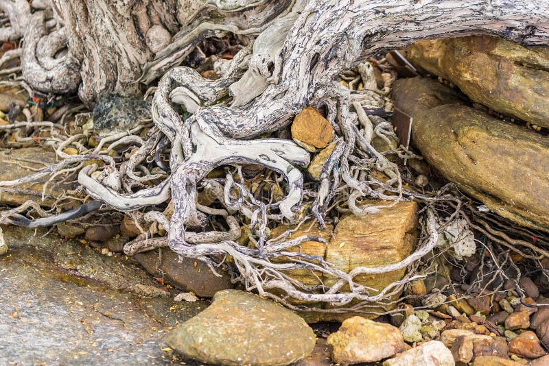 Das ausgebreitete Wurzelwerk des alten Baums aus den Grund Die Vielzahl von Formen in der wilden Natur E stockfoto
