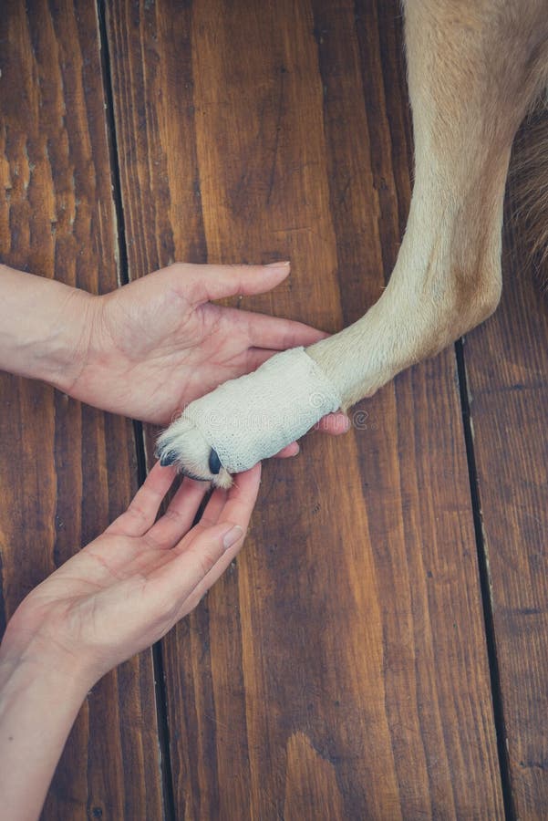 Hund mit dem SchmerzsBein stockfoto. Bild von gebrochen 64741412