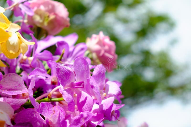 Das Bild des bunten Orchideenblumenblumenstraußes mit Unschärfehintergrund stockfotos Das Bild des bunten Orchideenblumenblumenstraußes mit Unschärfehintergrund stockfotos