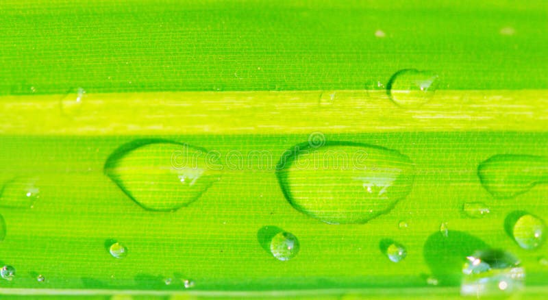 Das Blatt mit Tau lizenzfreie stockbilder Das Blatt mit Tau lizenzfreie stockbilder