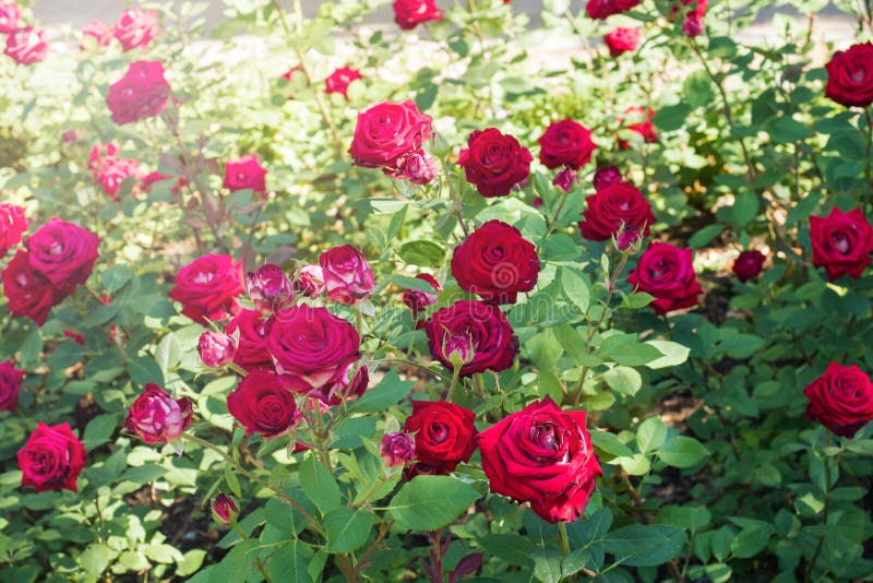 Das Blühen Rosenbusch im Sommergarten stockbilder Das Blühen Rosenbusch im Sommergarten stockbilder