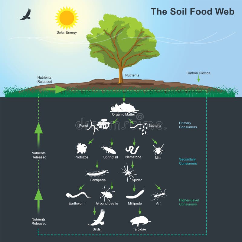 Das Boden-Nahrungsnetzdiagramm Illustrationsinformationsgraphik