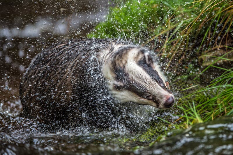 Das in bos, dier in aardhabitat, Duitsland, Europa Wilde Das, Meles meles, dier in het hout Zoogdier in milieu, stock foto Das in bos, dier in aardhabitat, Duitsland, Europa Wilde Das, Meles meles, dier in het hout Zoogdier in milieu, stock foto