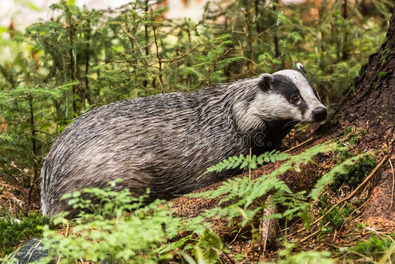 Das in bos, dier in aardhabitat, Duitsland, Europa Wilde Das, Meles meles, dier in het hout Zoogdier in milieu, stock fotografie Das in bos, dier in aardhabitat, Duitsland, Europa Wilde Das, Meles meles, dier in het hout Zoogdier in milieu, stock fotografie