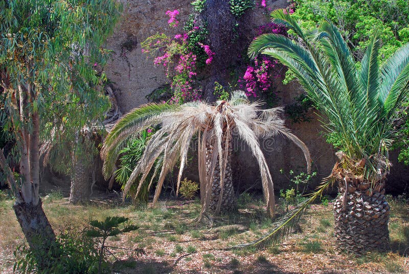 Botanischer Garten Von Kreta Stockfoto Bild von park