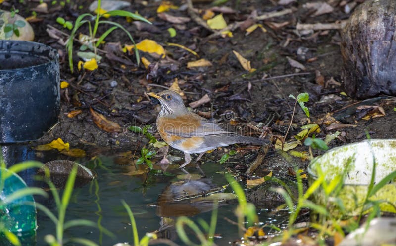 Das endemische Rufous-unterstützte Robin Turdus-rufopalliatus nimmt ein Bad in einer kleinen Wasserstelle in Mexiko stockfotografie Das endemische Rufous-unterstützte Robin Turdus-rufopalliatus nimmt ein Bad in einer kleinen Wasserstelle in Mexiko stockfotografie