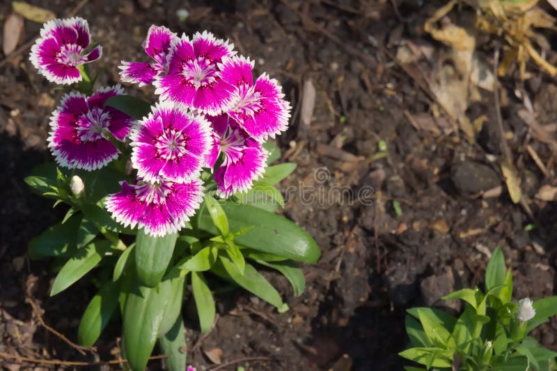 Das erstaunlich schöne Wachsen der purpurroten und weißen Blumen in einem thailändischen Garten parken stockfotos Das erstaunlich schöne Wachsen der purpurroten und weißen Blumen in einem thailändischen Garten parken stockfotos