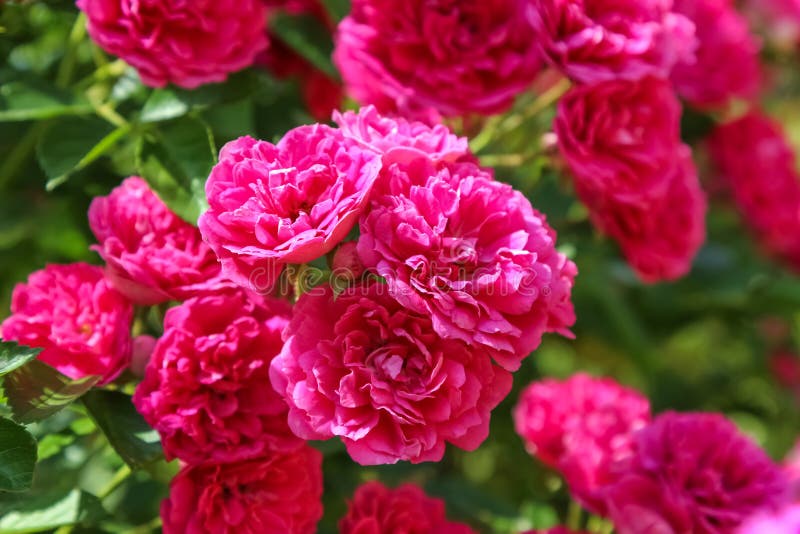 Das excelsa stieg, kletternde Blume des Busches, Abschluss oben lizenzfreie stockfotos