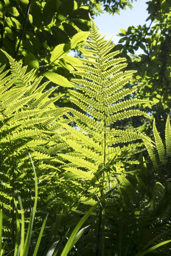 Das Farnblatt in der Hintergrundbeleuchtung im botanischen Garten von Warschau lizenzfreies stockfoto Das Farnblatt in der Hintergrundbeleuchtung im botanischen Garten von Warschau lizenzfreies stockfoto
