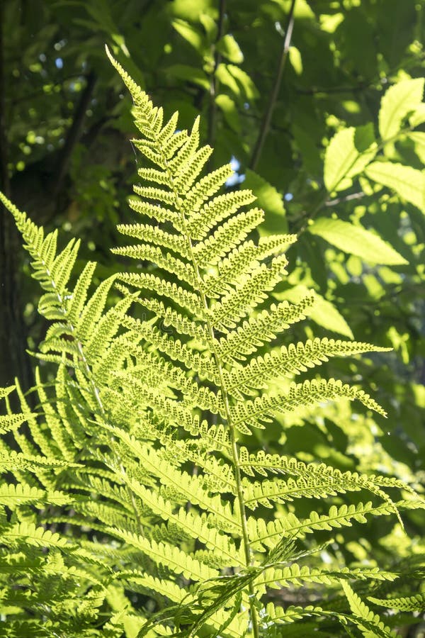 Das Farnblatt in der Hintergrundbeleuchtung im botanischen Garten von Warschau stockfotografie Das Farnblatt in der Hintergrundbeleuchtung im botanischen Garten von Warschau stockfotografie