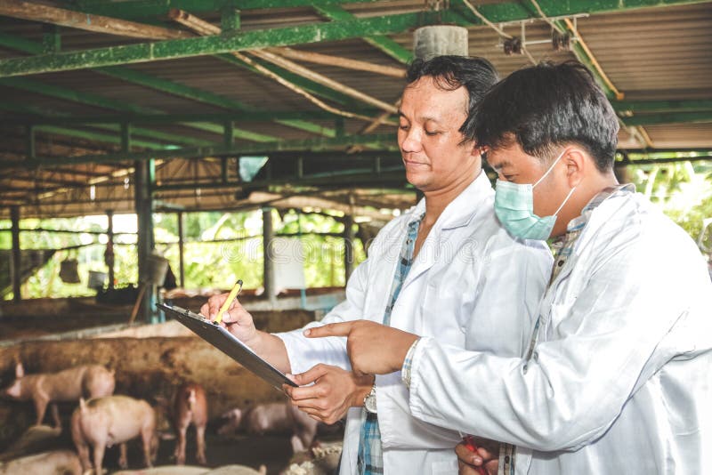 The research team recorded data to control, prevent and treat animal diseases. Entering the pig farm without foot and mouth disease. Concepts of the Department of Livestock Efficiency. The research team recorded data to control, prevent and treat animal diseases. Entering the pig farm without foot and mouth disease. Concepts of the Department of Livestock Efficiency