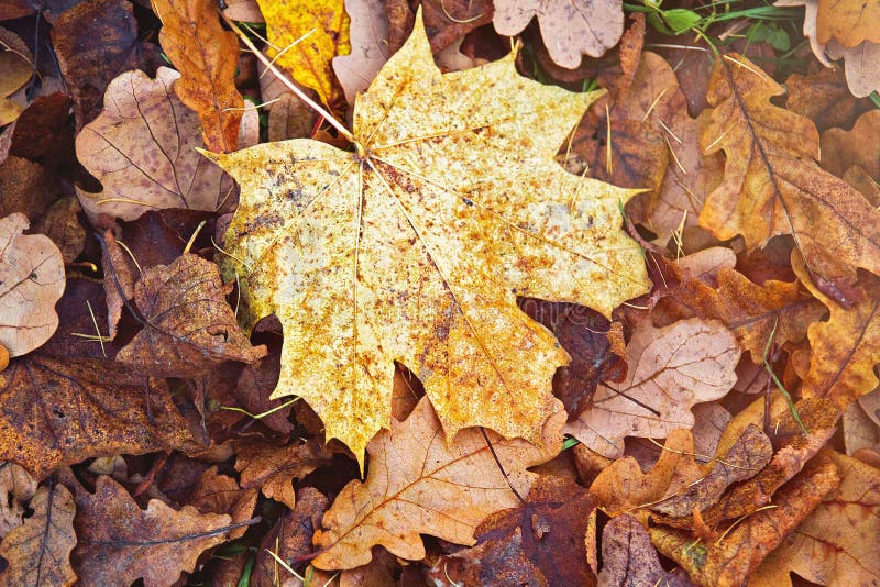 Rote Eichen-Blatt Im Herbst Stockfoto - Bild von üppig, park: 11893836