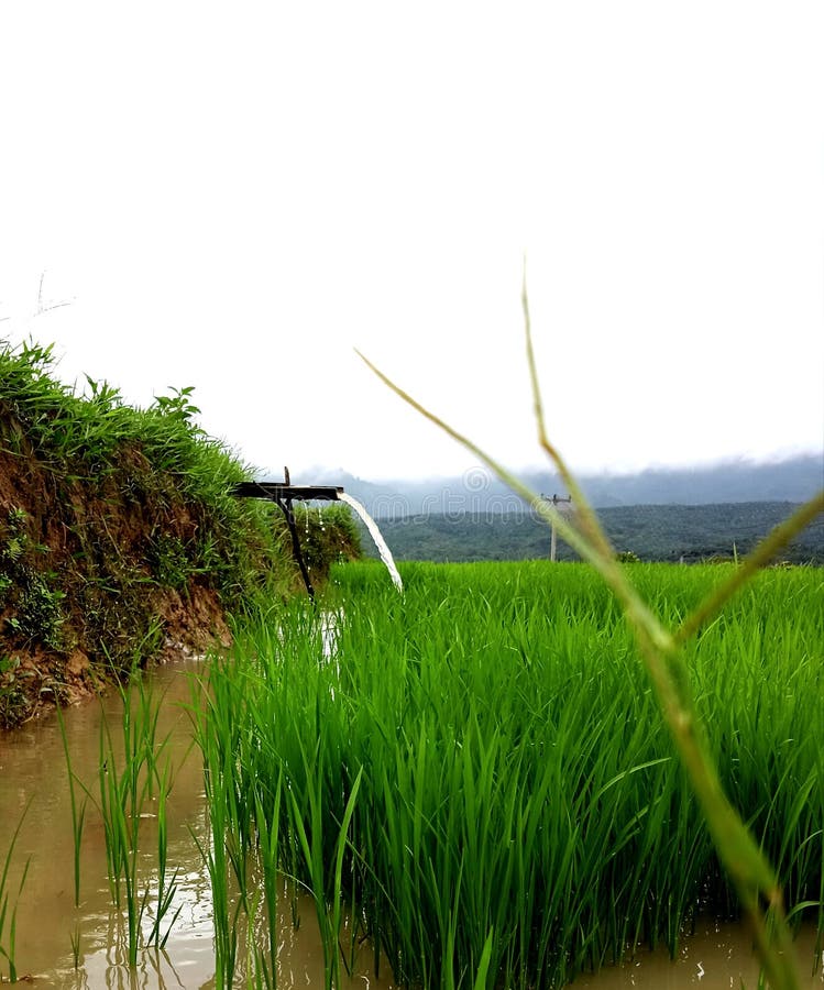Bewässerung von Reisfeldern durch Pumpbrunnen mit Stockfoto 2186157109