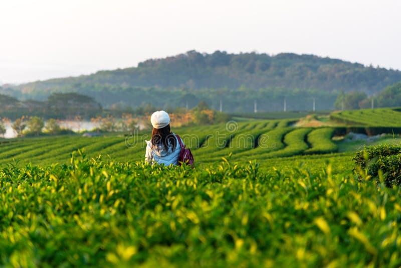 Das glückliche gute Gefühl der Lebensstilreisend-Frauen lockern und Freiheit auf dem natürlichen Teebauernhof am Sonnenaufgangmorg