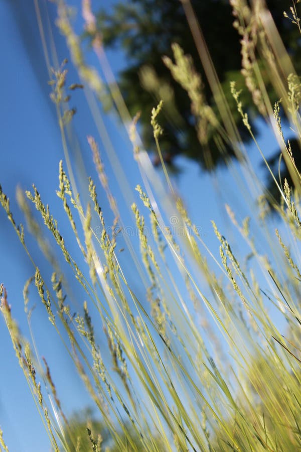 Das Gras auf dem Hintergrund stockbilder Das Gras auf dem Hintergrund stockbilder