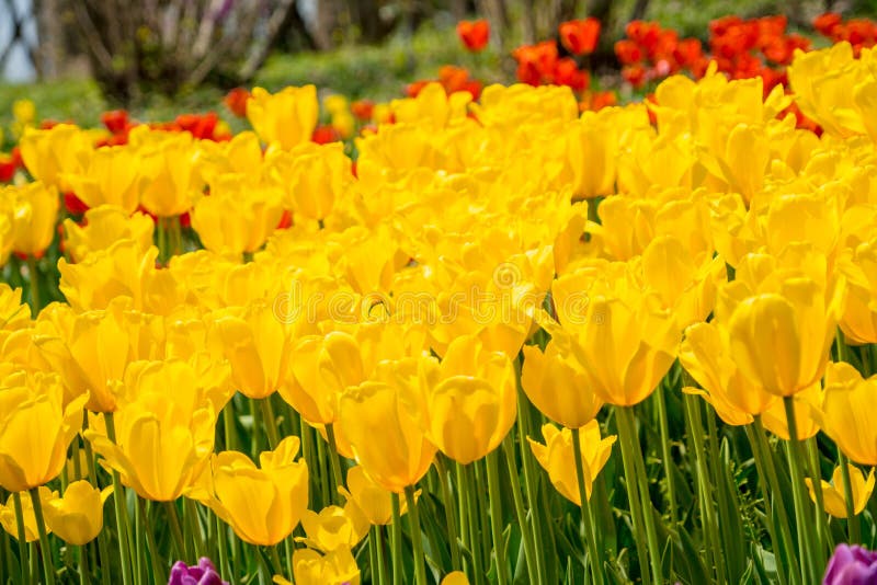 Der hohe Kontrast des gelben Tulpen-Gartens lizenzfreie stockfotografie