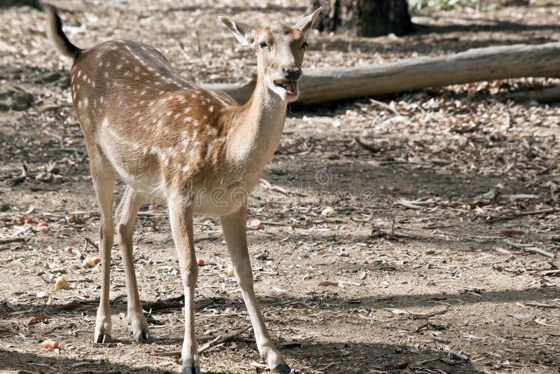 Das junge Kitz stockfotos Das junge Kitz stockfotos