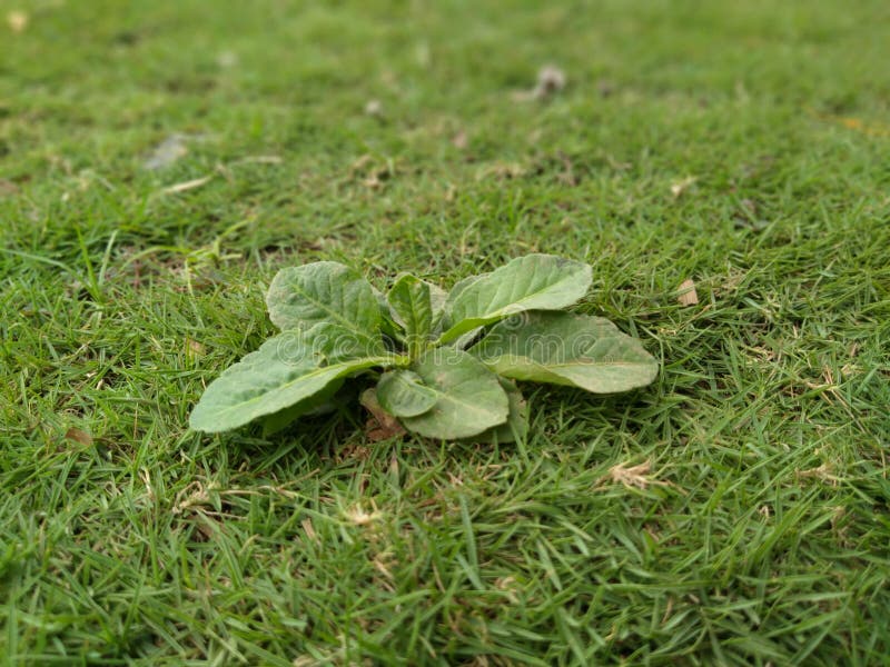Das kleine Gras lizenzfreie stockfotos Das kleine Gras lizenzfreie stockfotos
