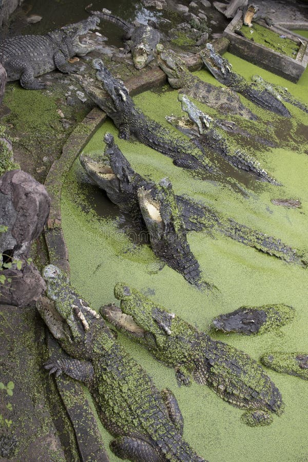Das Krokodil Im Teich Schwimmt Stockfoto Bild von gefahr, bauernhof