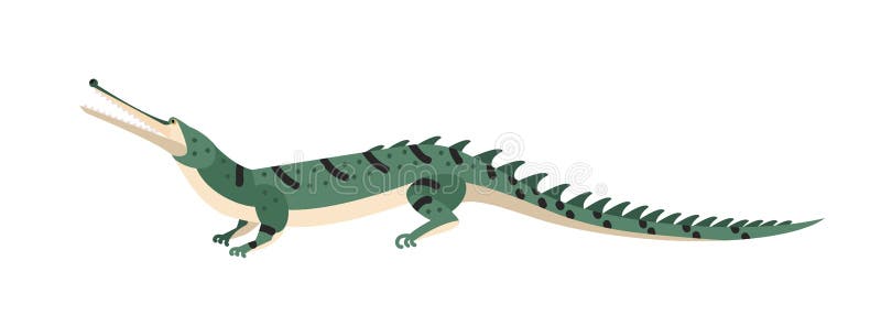 Das Krokodil Oder Gharial Fisch Essen Lokalisiert Auf Weissem Hintergrund Gefahrliches Exotisches Rauberisches Reptil Wildes Fleis Vektor Abbildung Illustration Von Lokalisiert Rauberisches