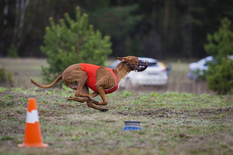 Coursing, Dogs Runs in the field of mechanical lure. Pharaoh dogs runs across the field. Coursing, Dogs Runs in the field of mechanical lure. Pharaoh dogs runs across the field