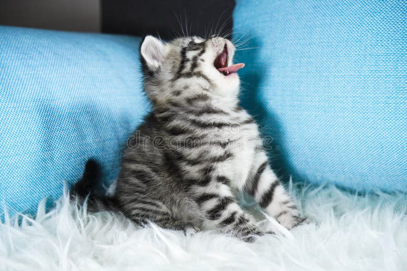 Das Kätzchengegähne lizenzfreies stockbild Das Kätzchengegähne lizenzfreies stockbild