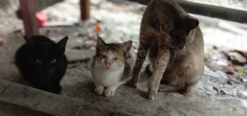 Cats are pets, which usually live side by side with humans, but not a few of these animals live on the streets ,,, foto 11/8/2020 3:45:37 pm, location, Talawi North Sumatra, 21254 Indonesia. Cats are pets, which usually live side by side with humans, but not a few of these animals live on the streets ,,, foto 11/8/2020 3:45:37 pm, location, Talawi North Sumatra, 21254 Indonesia