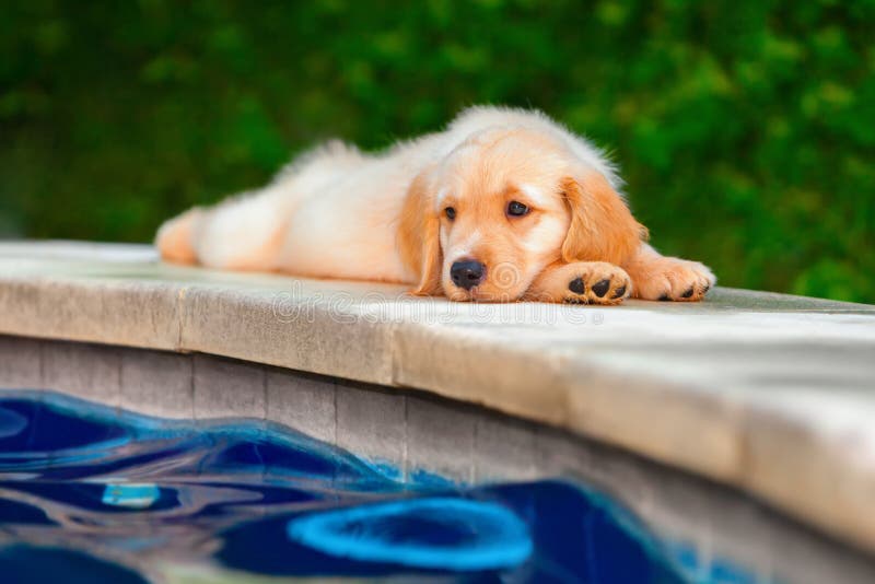 Das lustige golden retriever-Labrador-Welpenlügen dehnte am Poolside aus lizenzfreies stockbild Das lustige golden retriever-Labrador-Welpenlügen dehnte am Poolside aus lizenzfreies stockbild