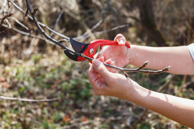 Das M?dchen schnitt die Niederlassungen der roten Baumschere des Apfels im Garten ab lizenzfreies stockbild Das M?dchen schnitt die Niederlassungen der roten Baumschere des Apfels im Garten ab lizenzfreies stockbild
