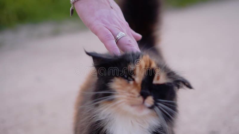 Das M?dchen h?lt die Hand auf dem Pelz einer sch?nen beschmutzten Katze, die vorbei auf die Stra?e ?berschreitet Nahaufnahme eine