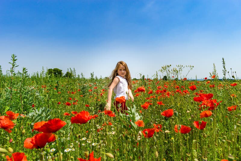 Das nette kleine Mädchen, das in den roten Mohnblumen spielt, fangen Sommertag, Schönheit auf lizenzfreie stockfotos Das nette kleine Mädchen, das in den roten Mohnblumen spielt, fangen Sommertag, Schönheit auf lizenzfreie stockfotos