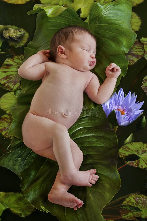 Das neugeborene Baby, das auf Grün schwimmt, verlässt im Wasserteich von Lotosblumen in der Natur lizenzfreie stockfotografie Das neugeborene Baby, das auf Grün schwimmt, verlässt im Wasserteich von Lotosblumen in der Natur lizenzfreie stockfotografie