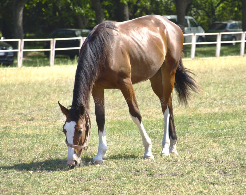 Das Pferd in der Weide stockfotografie Das Pferd in der Weide stockfotografie