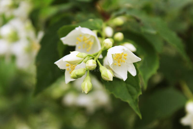 Das pfoto Bild lizenzfreie stockfotos