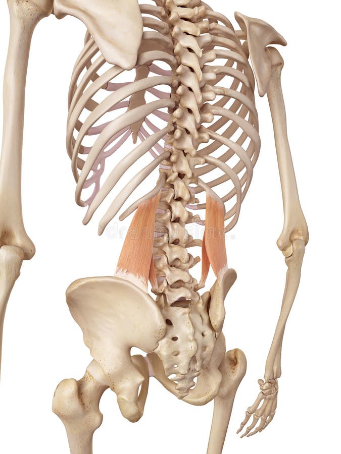 Das quadratus lumborum stock abbildung. Illustration von ebene 56287294