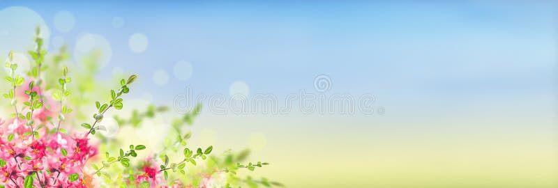 Das rosa Blühen blüht Busch auf sonnigem Landschaftshintergrund mit bokeh, Fahne stockfotografie Das rosa Blühen blüht Busch auf sonnigem Landschaftshintergrund mit bokeh, Fahne stockfotografie