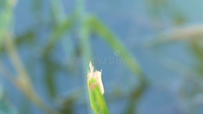 Das schöne Libelleninsekt, das auf grünem Gras im See am Sommertag stillsteht