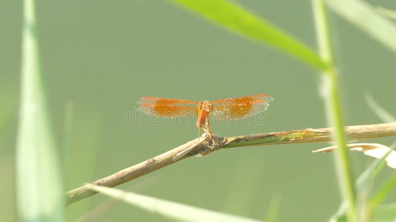 Das schöne Libelleninsekt, das auf grünem Gras im See am Sommertag stillsteht