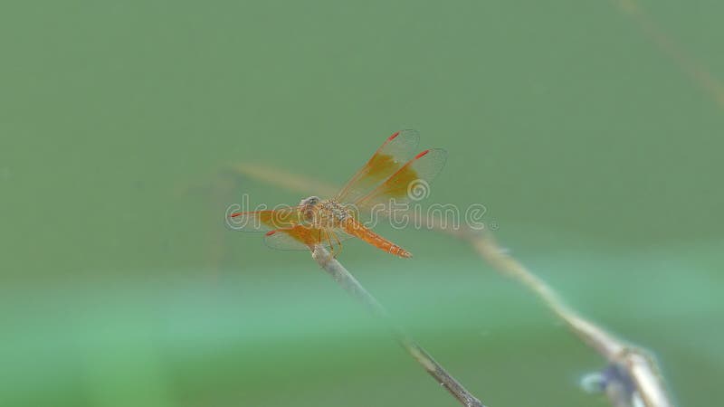 Das schöne Libelleninsekt, das auf grünem Gras im See am Sommertag stillsteht