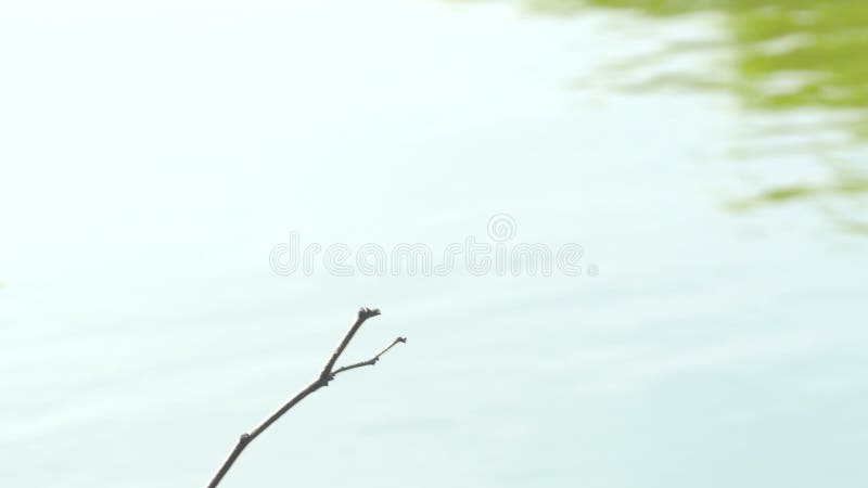 Das schöne Libelleninsekt, das auf grünem Gras im See am Sommertag stillsteht