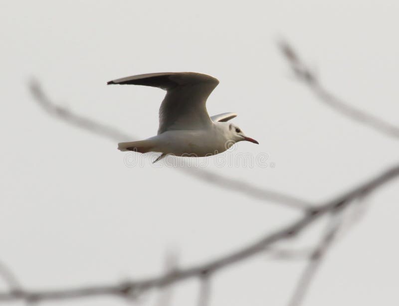 Das Seem?wenfliegen stockbilder Das Seem?wenfliegen stockbilder