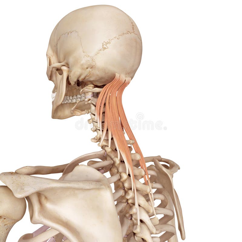 Das semispinalis capitis stock abbildung