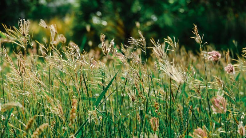 Das Sommergras verlässt die Blumen, um uns schön wirklich zu machen lizenzfreie stockbilder Das Sommergras verlässt die Blumen, um uns schön wirklich zu machen lizenzfreie stockbilder