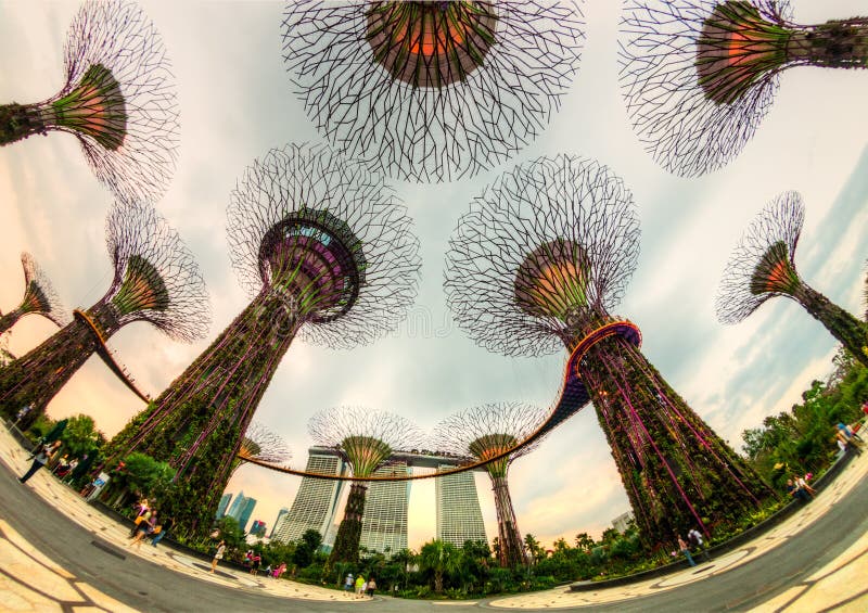 Das supertree Grove an den Gärten durch die Bucht, Singapur lizenzfreie stockfotos Das supertree Grove an den Gärten durch die Bucht, Singapur lizenzfreie stockfotos