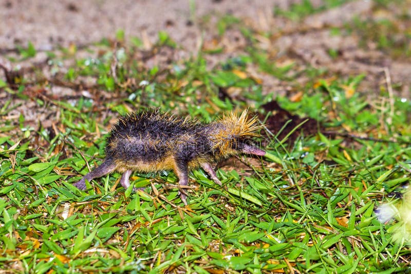 Tiefland gestreift tenrec haustier