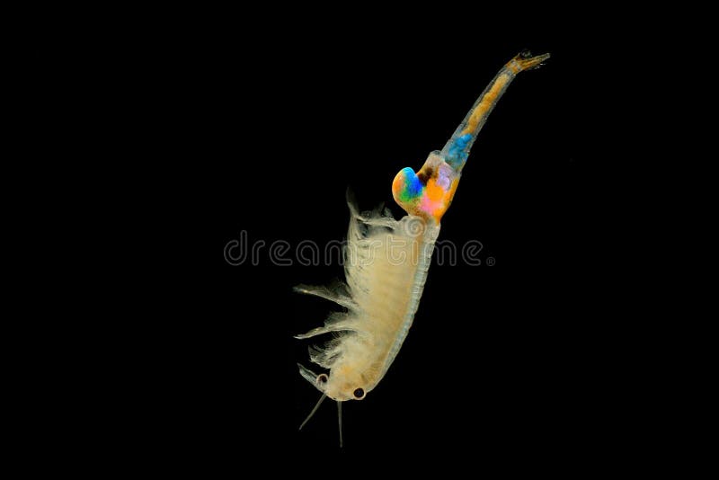 Feenhafte Garnele Eubranchipus Grubii Abschluss Oben Tropisches Wasser In Agypten Stockbild Bild Von Essen Garnelen 121603831