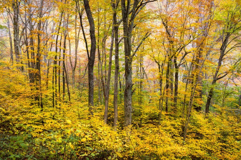 Das árvores ocidentais do folhagem de outono do NC da floresta do outono fotografia cénico da natureza