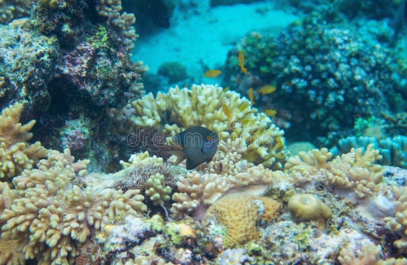 Dascillus nero in foto subacquea della barriera corallina Pesce tropicale nell'ambiente naturale Pesce di corallo undersea immagini stock libere da diritti Dascillus nero in foto subacquea della barriera corallina Pesce tropicale nell'ambiente naturale Pesce di corallo undersea immagini stock libere da diritti